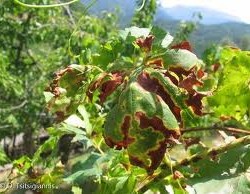 AMPELIA PERONOSPOROS