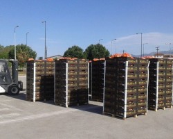 διανομή φρούτων σχολεία-1